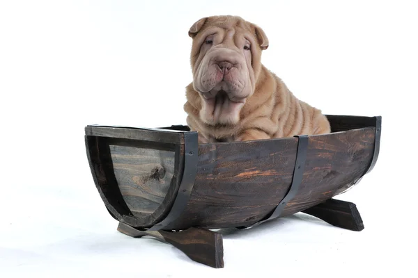 stock image Dog in a Barrel