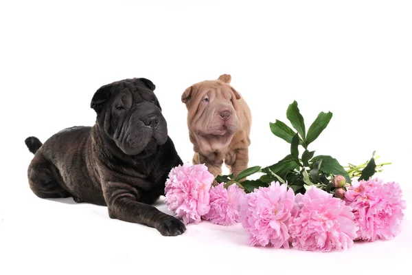 Twee char-pei met bloemen — Stockfoto