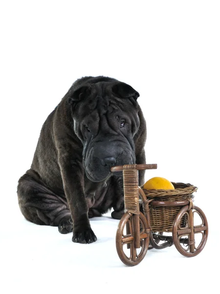 Σκύλος μυρίζοντας ξύλινο bycicle — Φωτογραφία Αρχείου