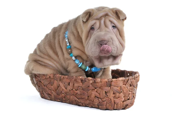 Cãozinho adorável na cesta — Fotografia de Stock