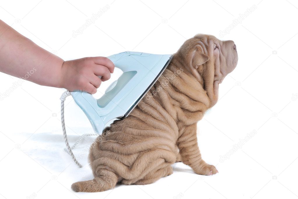 Wrinkled Puppy Being Ironed