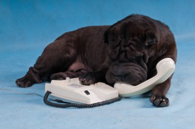 Shar-Pei Talking over the Phone clipart