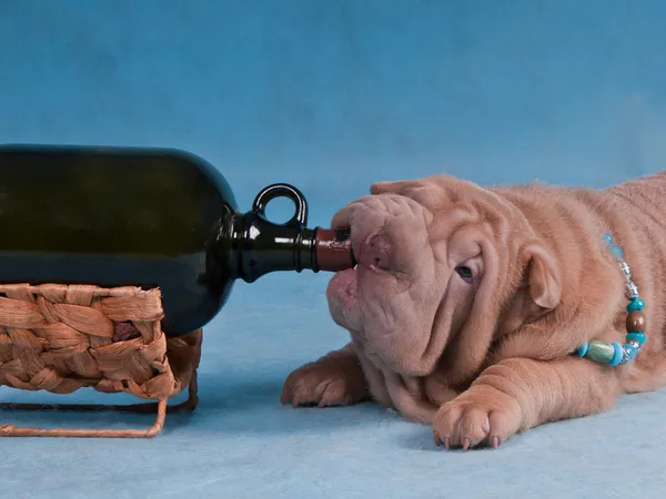 Drunk Dog — Stock Photo, Image