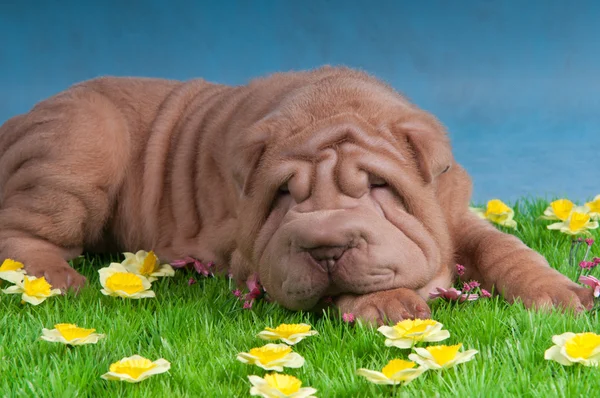 Pes spí na trávě s květinami — Stock fotografie