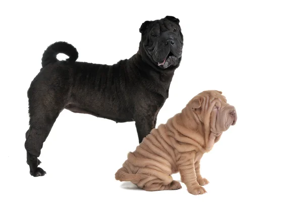 Dwóch psów shar-pei — Zdjęcie stockowe