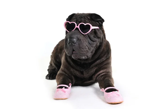 Glamour-Hund mit Brille — Stockfoto
