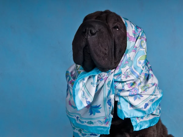Hund mit Kopftuch — Stockfoto