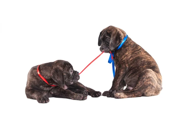 Two Pups playing — Stock Photo, Image
