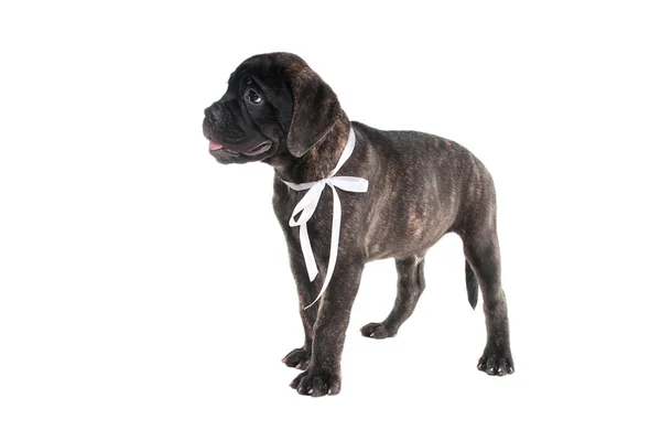 Standing puppy — Stock Photo, Image