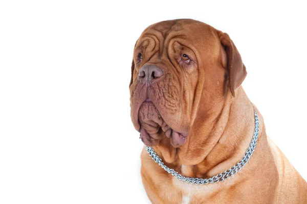 ボルドーの犬の肖像画 — ストック写真