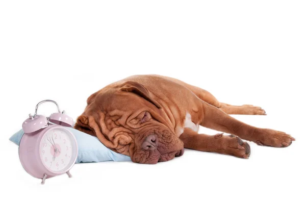 Dogue on a pillow — Stock Photo, Image
