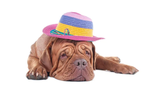 Dogue-де-Бордо з Літня капелюшок — стокове фото