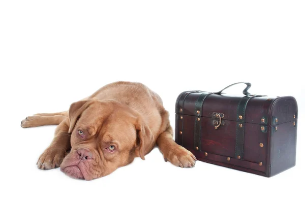 Dog on a trip — Stock Photo, Image
