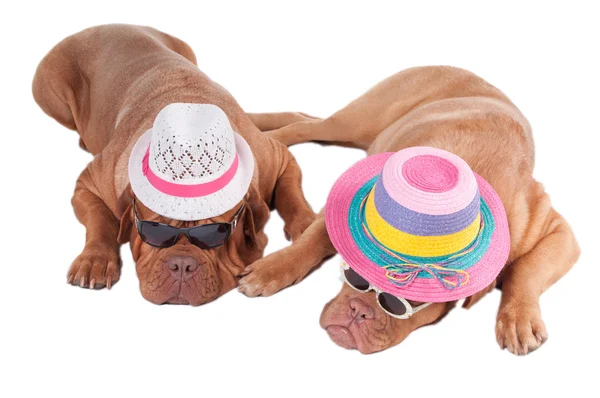 Собаки в шляпах — стоковое фото