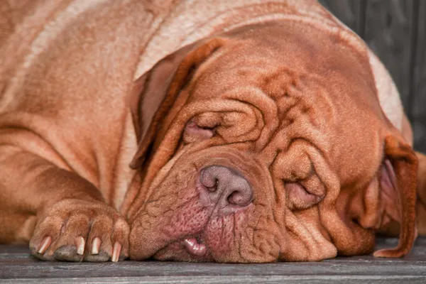 Dulce perro sueño — Foto de Stock