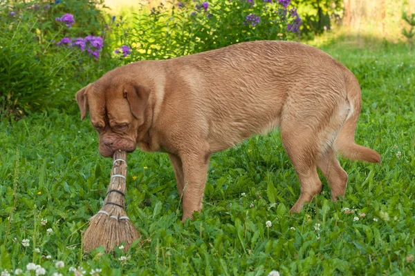 Hond met een bezem — Stockfoto