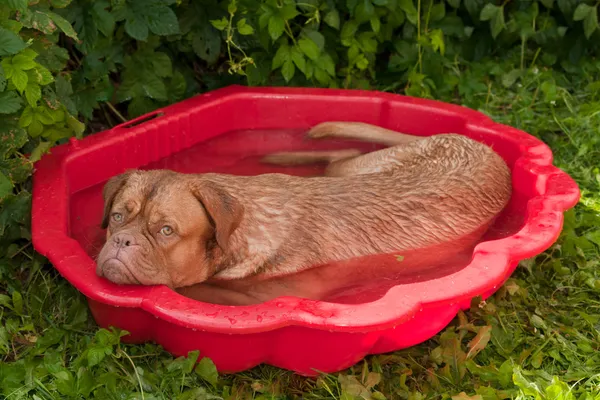 Hund in einem kleinen Pool — Stockfoto
