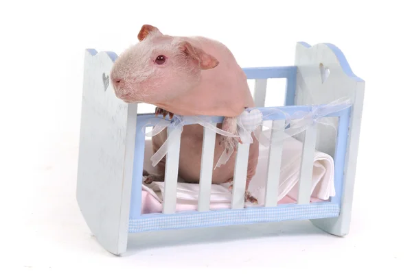 Guiné Porco em uma criança Berço — Fotografia de Stock