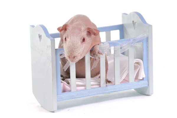 好奇豚鼠在婴儿床 — 图库照片
