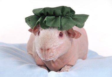 Guinea Pig in Hat clipart