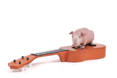 Rodent Musician clipart