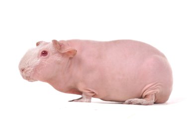 Red-Eyed Skinny Guinea Pig clipart
