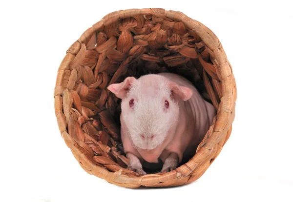 Cavy in a shelter — Stock Photo, Image