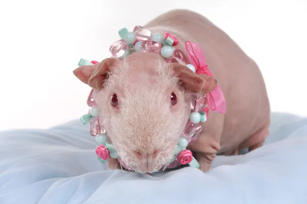 スキニー ギニア豚の枕の上 — ストック写真