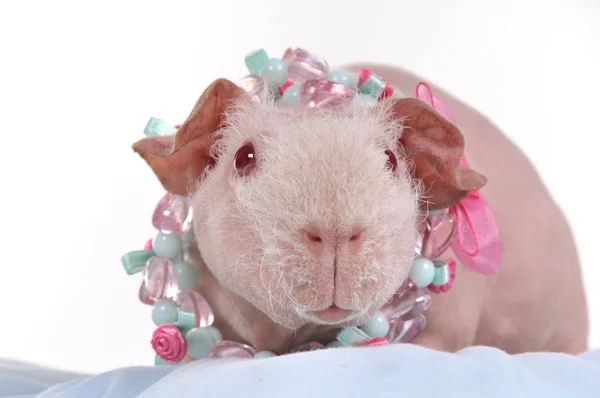 Guinea cerdo belleza —  Fotos de Stock