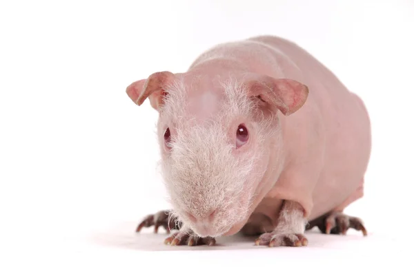 Bald Cavy Portrait — Stock Photo, Image