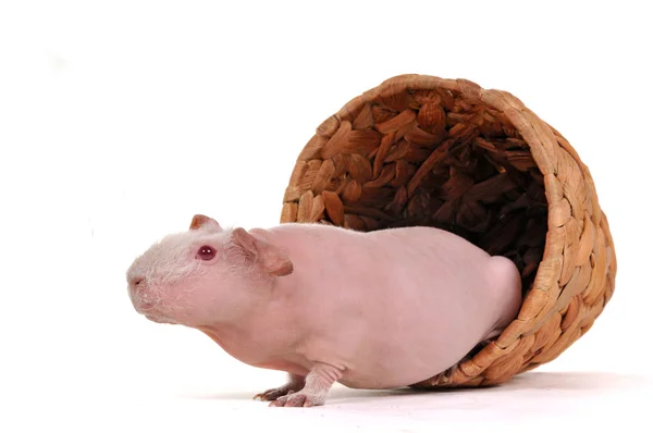 Guinea Pig in a pot — Stock Photo, Image