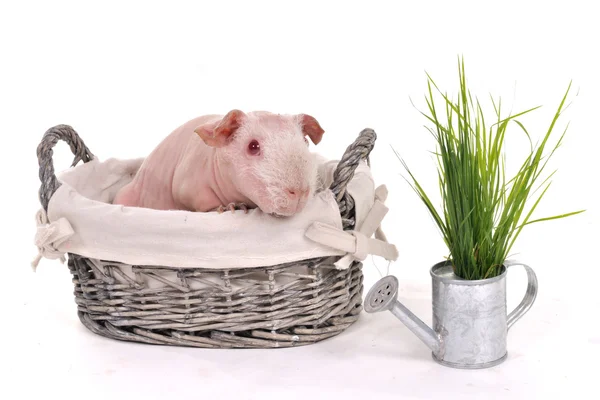 Cerdo de Guinea en una cesta —  Fotos de Stock