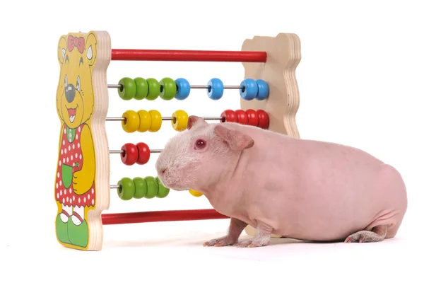 Cavy with Abacus — Stock Photo, Image
