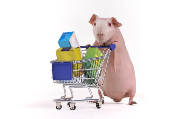 Guinea Pig Shopper — Stock Photo, Image