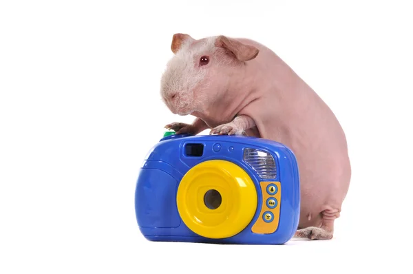 几内亚猪摄影师 — 图库照片