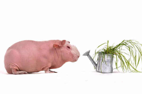 Cerdo de Guinea y una olla de riego con hierba —  Fotos de Stock