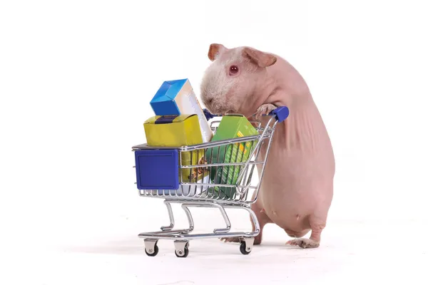 Rodent in a Shop — Stock Photo, Image