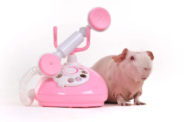 Cerdo de Guinea en una llamada —  Fotos de Stock
