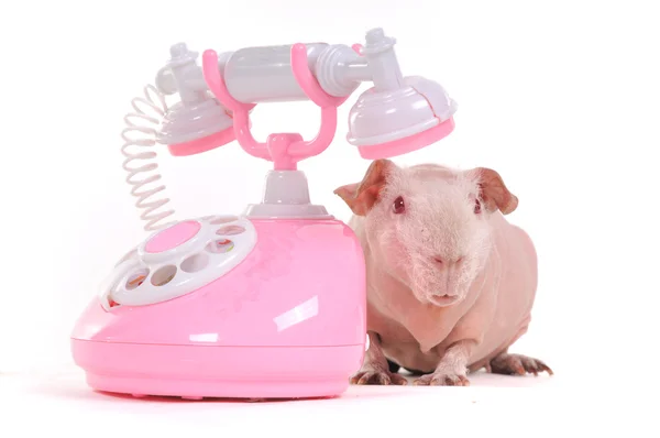 Wating for a Call — Stock Photo, Image