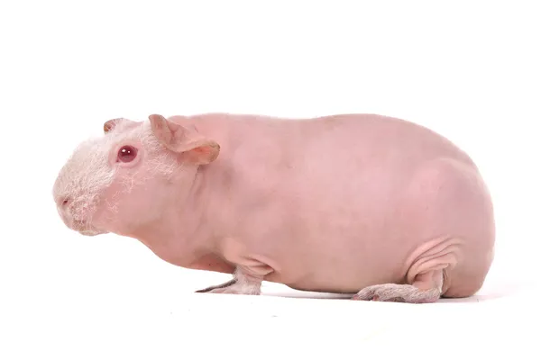 Cerdo de Guinea Flaco de Ojos Rojos —  Fotos de Stock