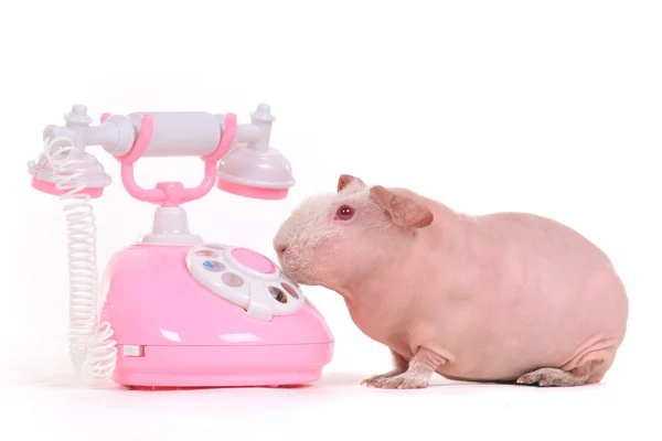 Guinea Pig wants to call her friends — Stock Photo, Image