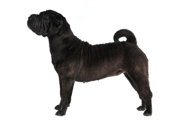 Shar-pei dog show zásobník na bílém pozadí — Stock fotografie