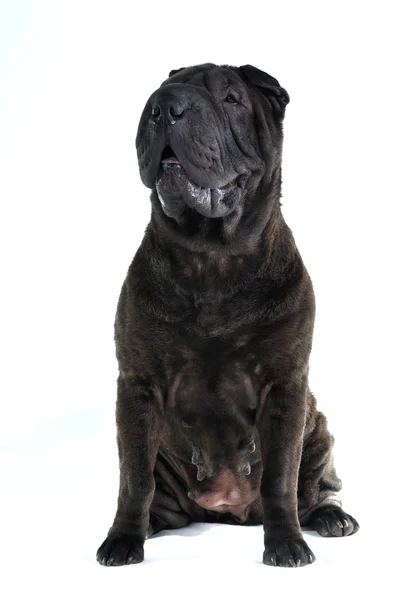 Shar-pei pies siedzi — Zdjęcie stockowe