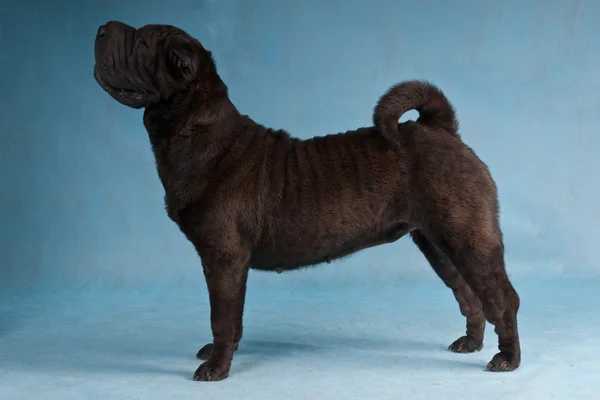 Σαρ-Πέι σκύλος εμφάνιση στοίβα — Φωτογραφία Αρχείου