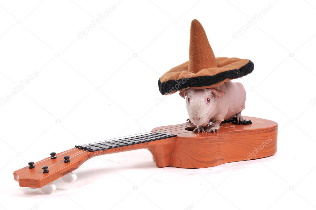 Guinea Pig in hat on Guitar