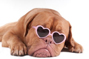 Dog with sunglasses clipart