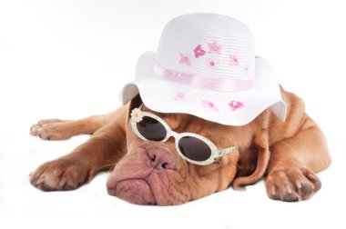 Summer dog clipart