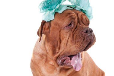 bordeaux dogue de yakın çekim