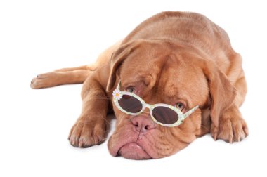 Dog with sunglasses clipart