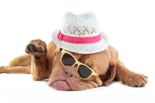 Bordeauxdog met hoed — Stockfoto